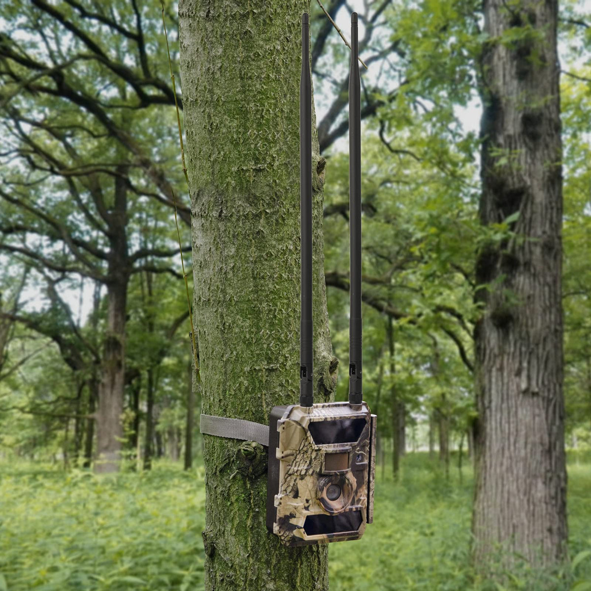 Eightwood 9dBi 4G LTE Cellular Trail Camera Antenna, RP-SMA Male Connector | Compatible with Spypoint Link, Stealth Cam & Tactacam Trail Camera, Wireless Router, Security Camera